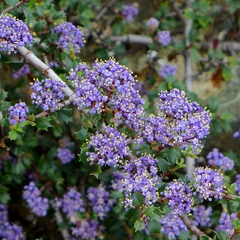 Rincon Ridge ceanothus (Ceanothus confusus)