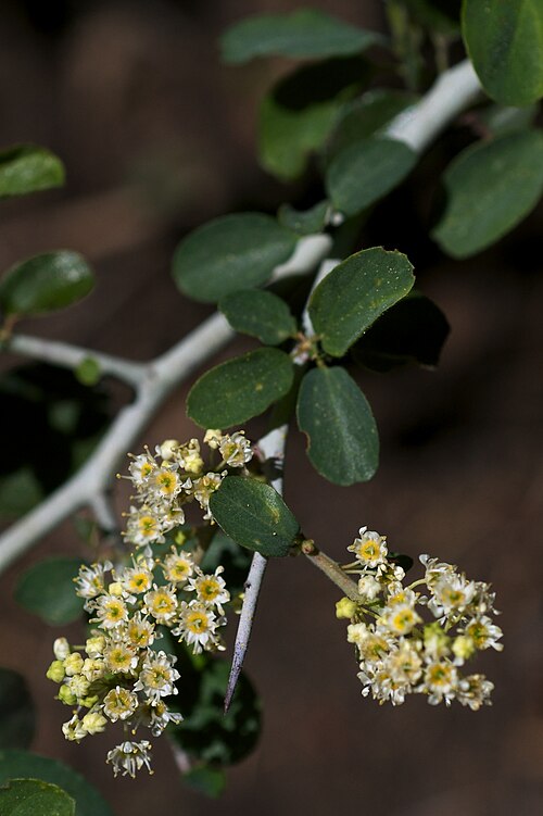 Whitethorn ceanothus: Species from Western North America, Mountain Whitethorn ( Ceanothus cordulatus ). Photographed along Tioga Pass Road, Yosemite National Park