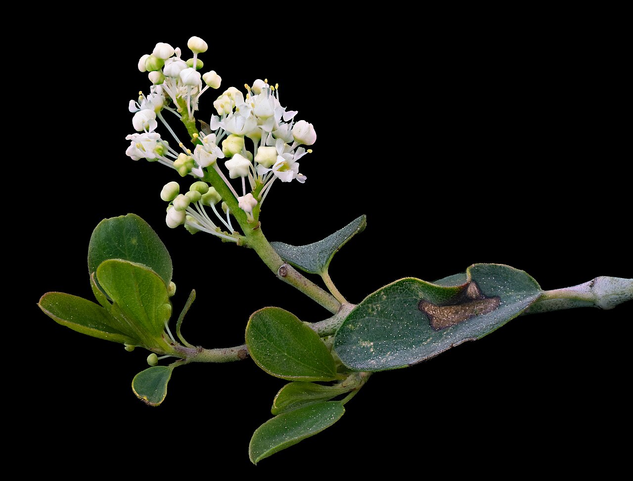 Whitethorn ceanothus: Ceanothus cordulatus photographed on black velvet https://www.inaturalist.org/observations/219631412