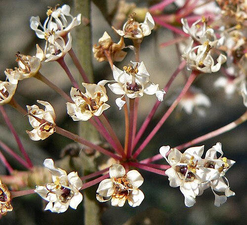 Hoaryleaf ceanothus: Closeup photo of Ceanothus crassifolius (hoaryleaf ceanothus) flower — at the Regional Parks Botanic Garden , Berkeley, California.