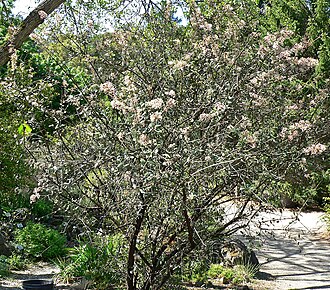 Hoaryleaf ceanothus: Photo of Ceanothus crassifolius (hoaryleaf ceanothus) in bloom — at the Regional Parks Botanic Garden , Berkeley, California.