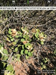 Hoaryleaf ceanothus (Ceanothus crassifolius)