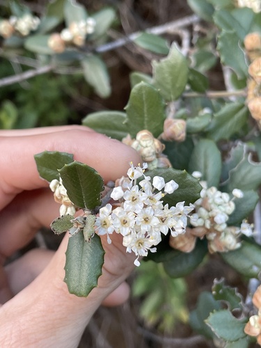 Hoaryleaf ceanothus (Ceanothus crassifolius)