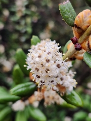 Hoaryleaf ceanothus (Ceanothus crassifolius)