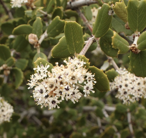 Hoaryleaf ceanothus (Ceanothus crassifolius)