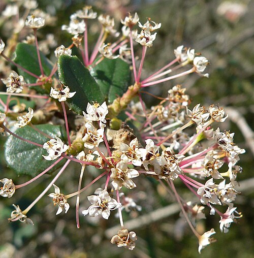 Hoaryleaf ceanothus: Closeup photo of Ceanothus crassifolius (hoaryleaf ceanothus) flower — at the Regional Parks Botanic Garden , Berkeley, California.