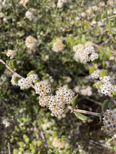 Hoaryleaf ceanothus (Ceanothus crassifolius)