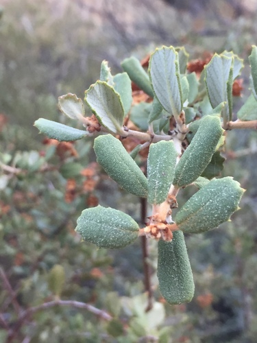 Hoaryleaf ceanothus (Ceanothus crassifolius)