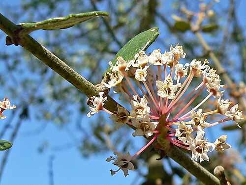 Hoaryleaf ceanothus: Closeup photo of Ceanothus crassifolius (hoaryleaf ceanothus) leaves and flower — at the Regional Parks Botanic Garden , Berkeley, California.