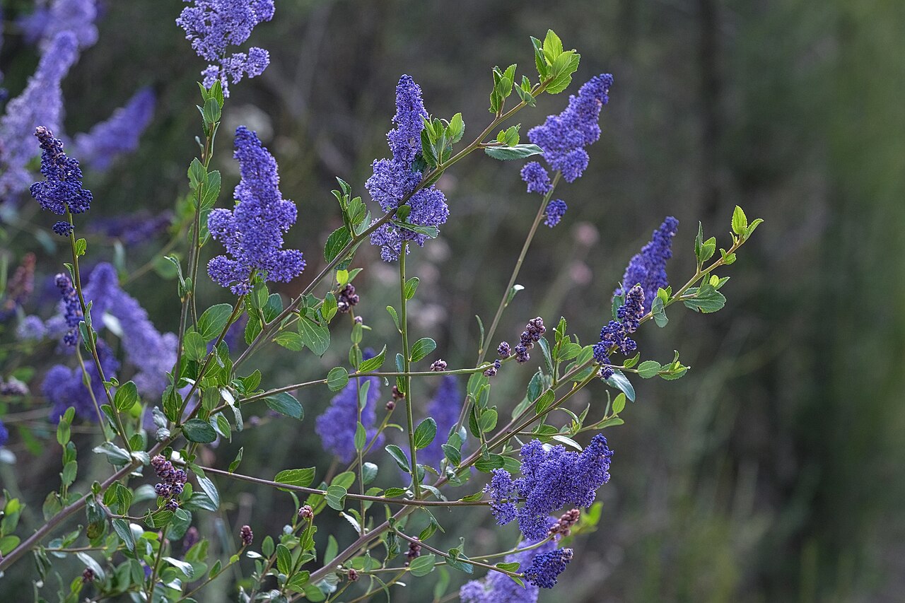 San Diego buckbrush: Lakeside ceanothus ( Ceanothus cyaneus ) in the United States