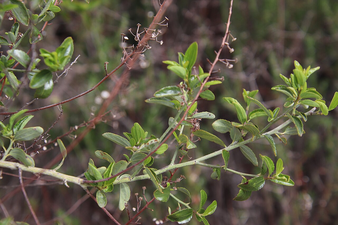 San Diego buckbrush: lakeside ceanothus
