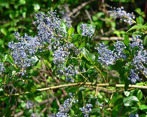 San Diego buckbrush: Photo of Ceanothus cyaneus at the Regional Parks Botanic Garden , Berkeley, California