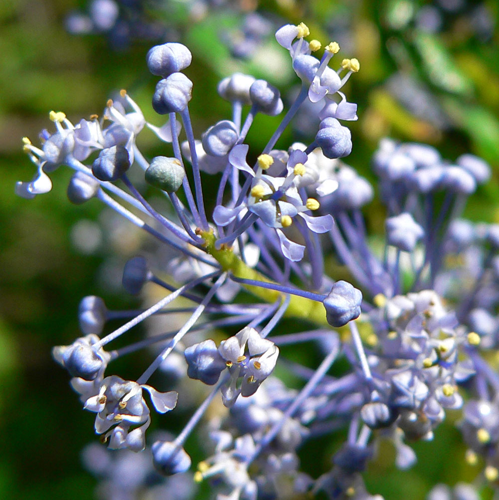 San Diego buckbrush: Photo of Ceanothus cyaneus at the Regional Parks Botanic Garden , Berkeley, California