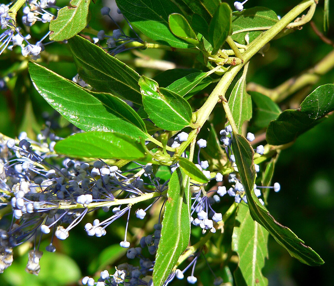San Diego buckbrush: Photo of Ceanothus cyaneus at the Regional Parks Botanic Garden , Berkeley, California