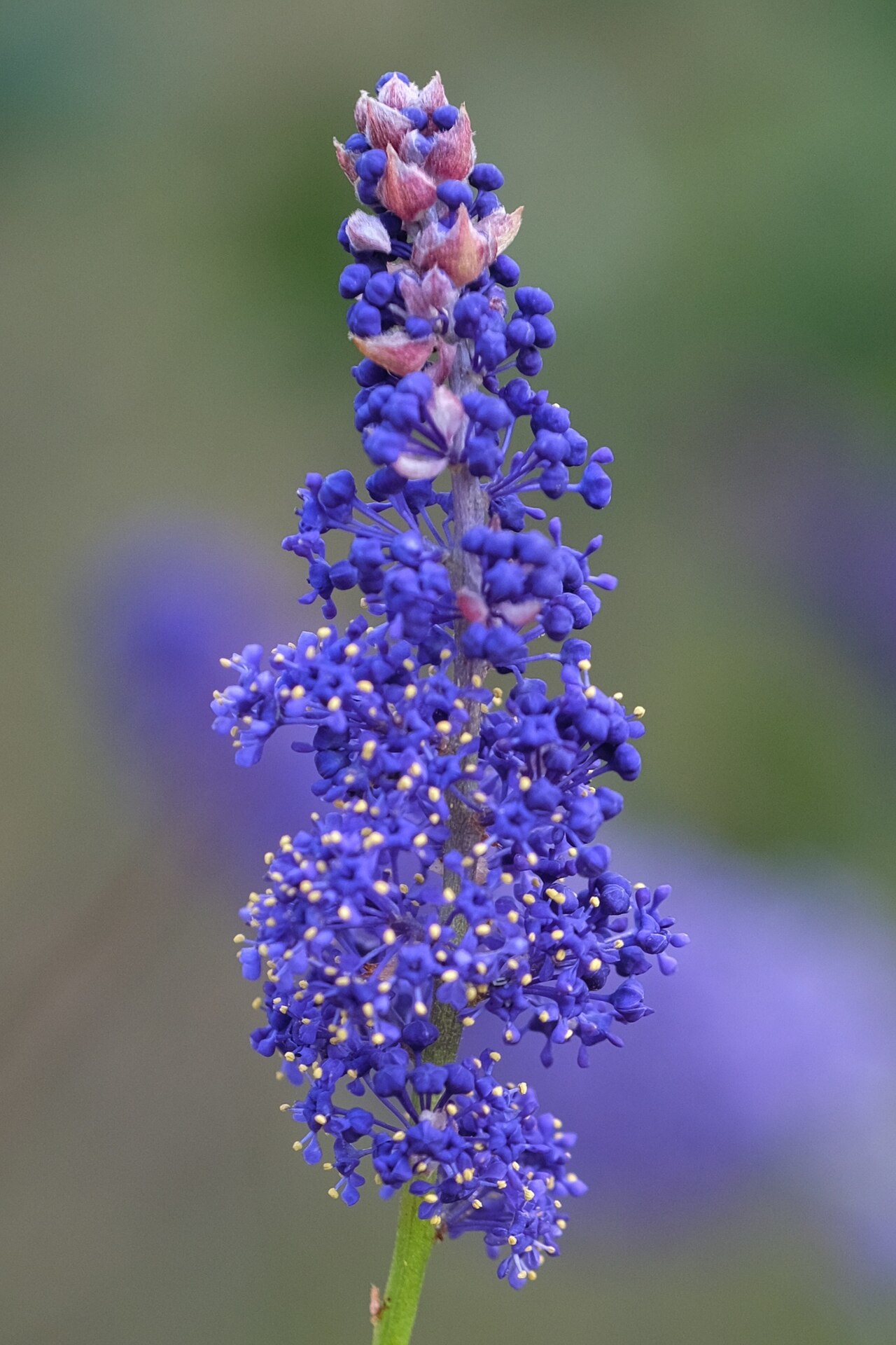 San Diego buckbrush: Lakeside ceanothus ( Ceanothus cyaneus ) in the United States