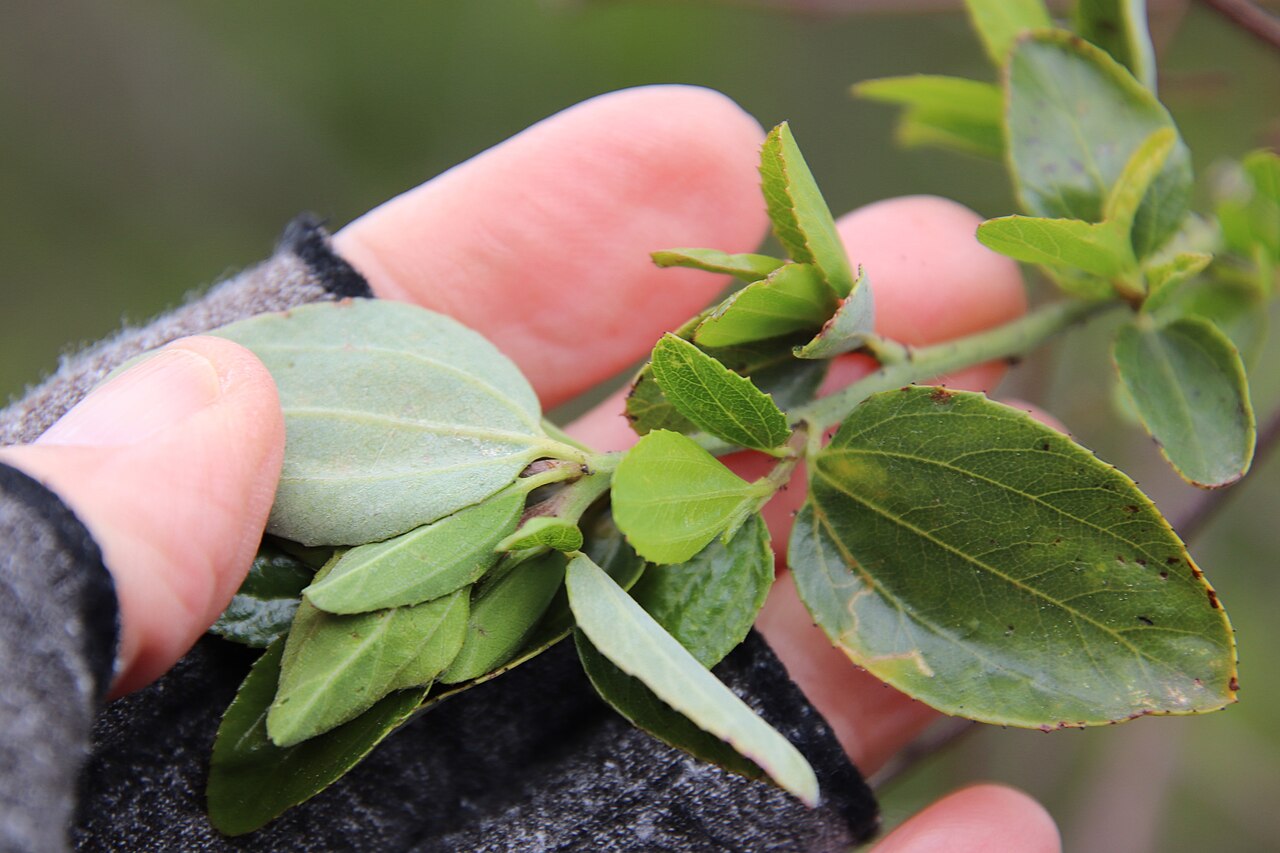San Diego buckbrush: lakeside ceanothus