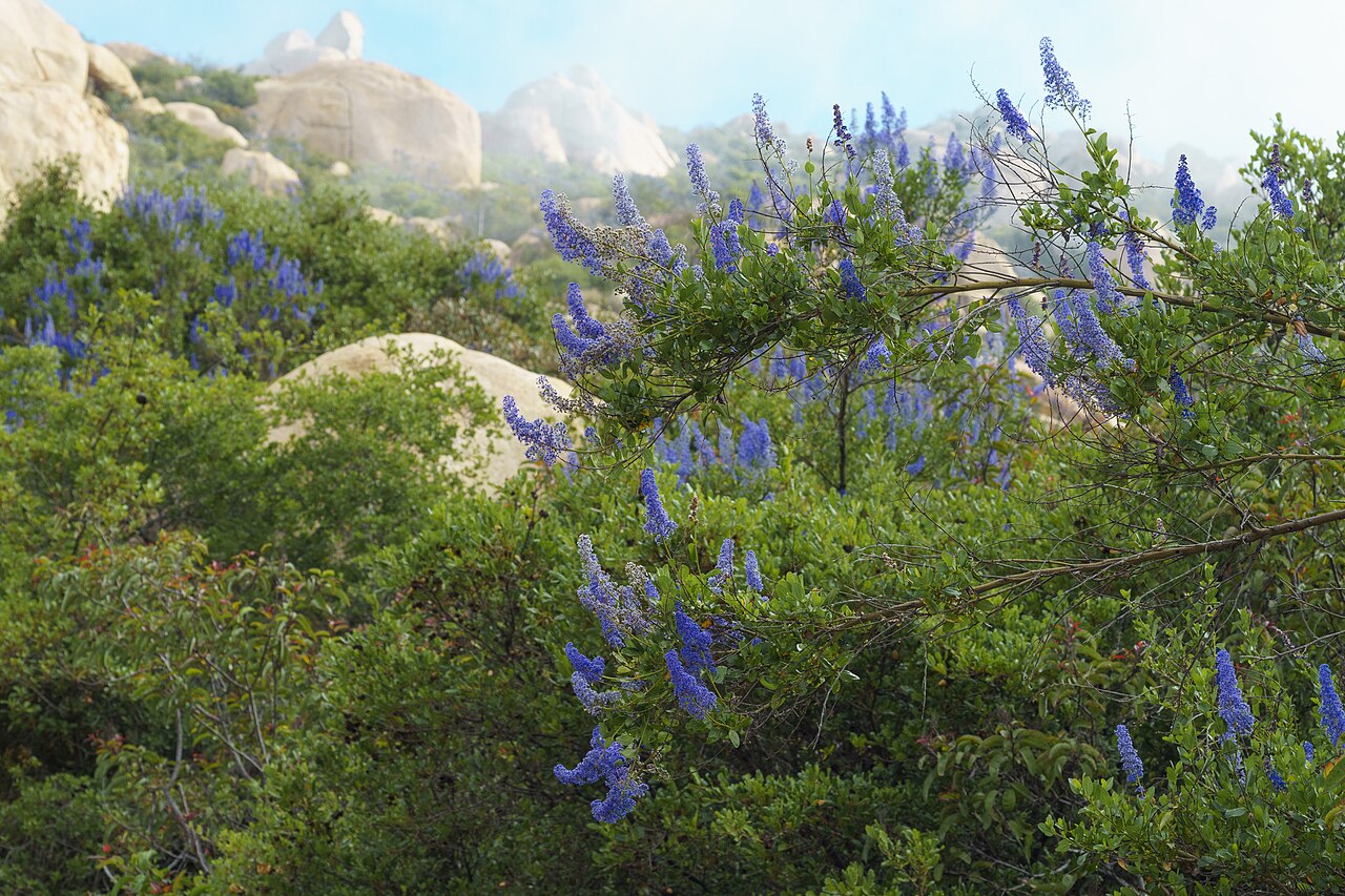San Diego buckbrush: Lakeside ceanothus ( Ceanothus cyaneus ) in the United States