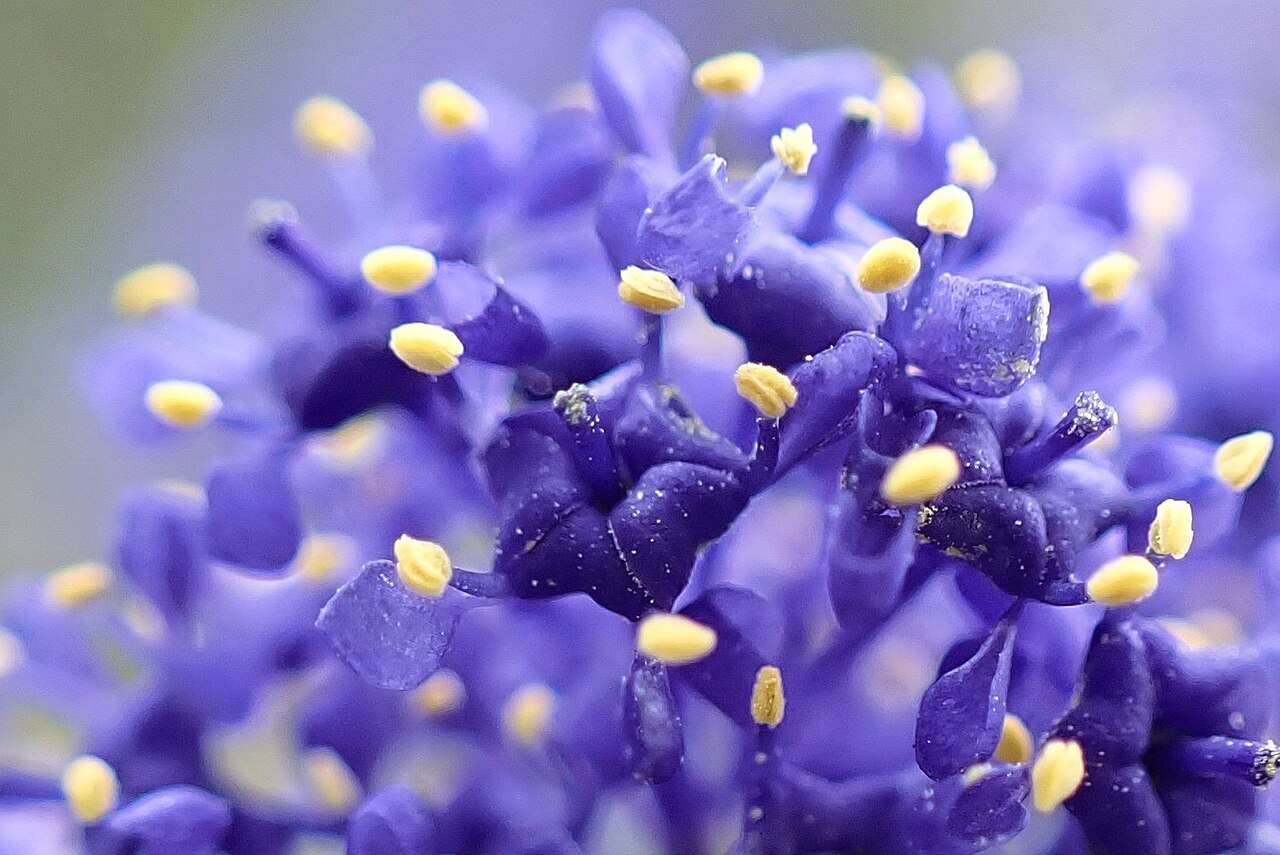 San Diego buckbrush: Lakeside ceanothus ( Ceanothus cyaneus ) in the United States