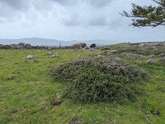 Ceanothus decornutus (Ceanothus decornutus)