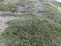 Ceanothus decornutus (Ceanothus decornutus)