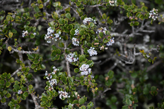 Ceanothus decornutus (Ceanothus decornutus)