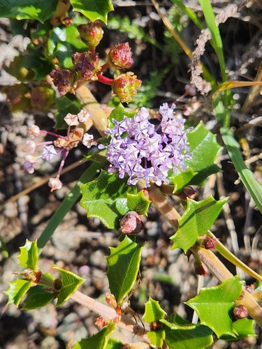 Ceanothus decornutus (Ceanothus decornutus)