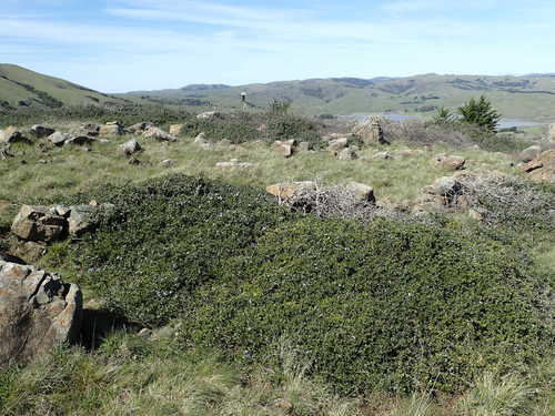 Ceanothus decornutus (Ceanothus decornutus)