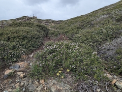 Ceanothus decornutus (Ceanothus decornutus)