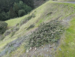 Ceanothus decornutus (Ceanothus decornutus)