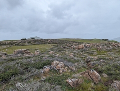 Ceanothus decornutus (Ceanothus decornutus)