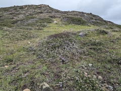 Ceanothus decornutus (Ceanothus decornutus)