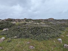 Ceanothus decornutus (Ceanothus decornutus)
