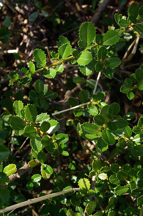 Calistoga ceanothus: Ceanothus divergens, Conservatoire botanique national de Brest