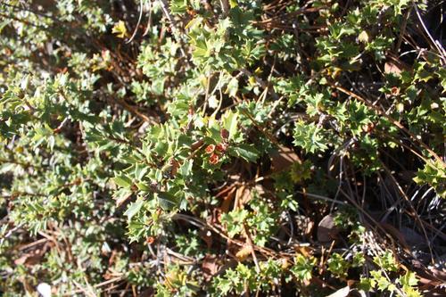 Calistoga ceanothus (Ceanothus divergens)