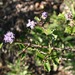Calistoga ceanothus (Ceanothus divergens)