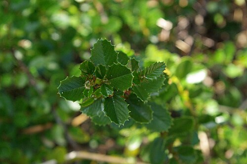 Calistoga ceanothus: Ceanothus divergens, Conservatoire botanique national de Brest