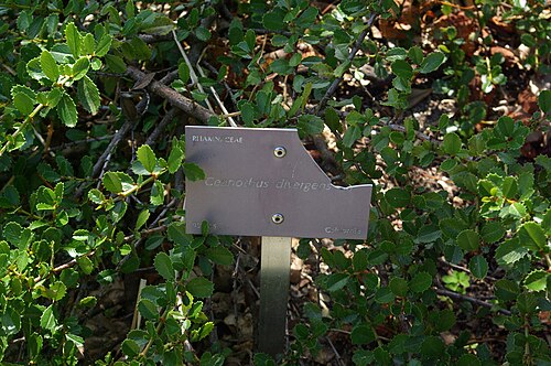 Calistoga ceanothus: Ceanothus divergens, Conservatoire botanique national de Brest