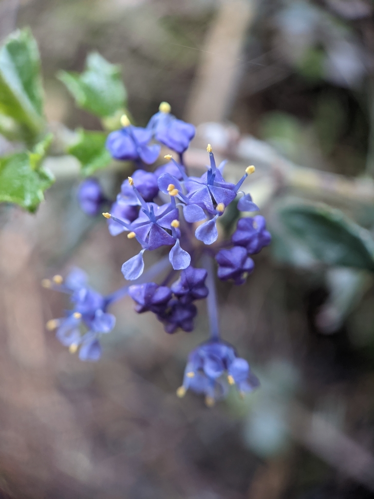 Calistoga ceanothus (Ceanothus divergens)