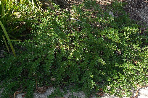 Calistoga ceanothus: Ceanothus divergens, Conservatoire botanique national de Brest