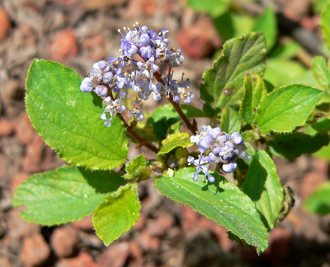 Pinemat: Photo of Ceanothus diversifolius at the Regional Parks Botanic Garden , Berkeley, California