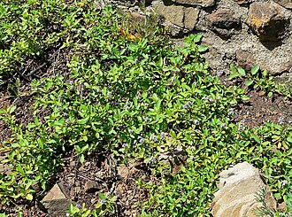 Pinemat: *Photo of Ceanothus diversifolius at the Regional Parks Botanic Garden , Berkeley, California