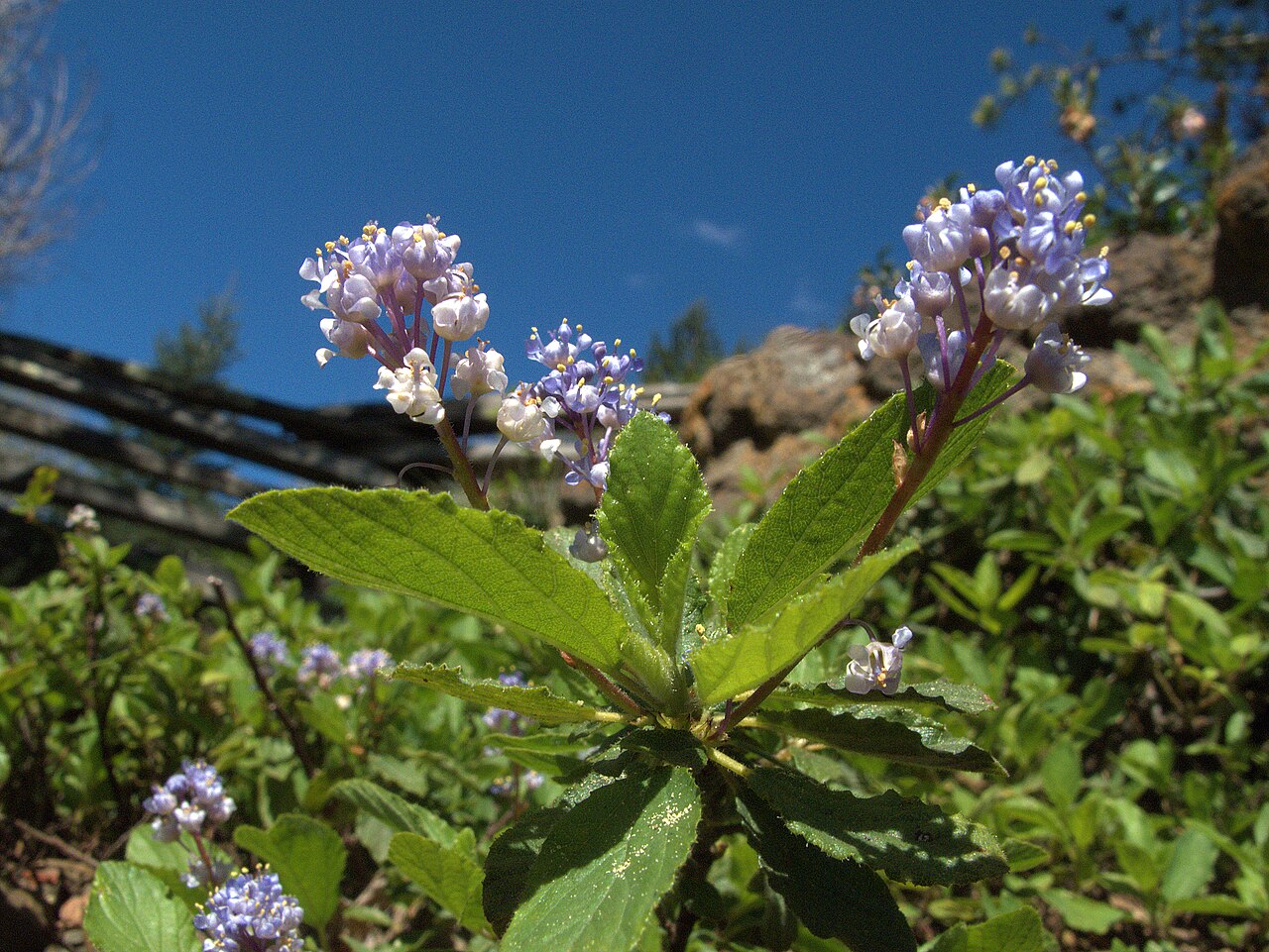 Pinemat: Ceanothus diversifolius—pinemat. Photographed at Regional Parks Botanic Garden located in Tilden Regional Park near Berkeley, CA.