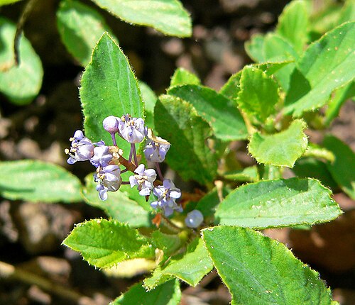 Pinemat: Photo of Ceanothus diversifolius at the Regional Parks Botanic Garden , Berkeley, California