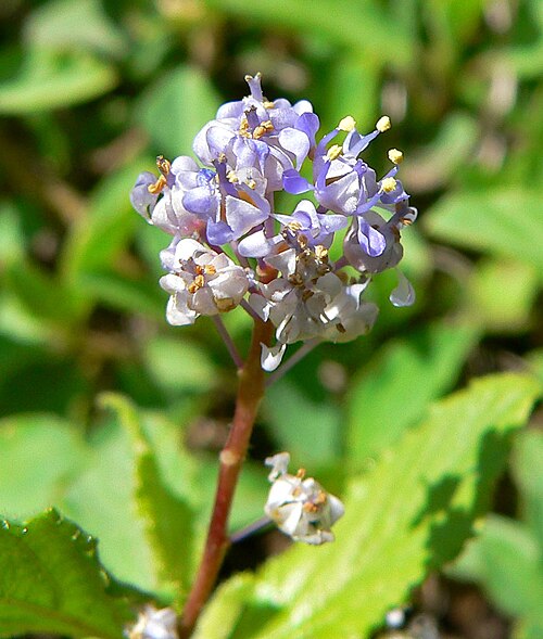 Pinemat: *Photo of Ceanothus diversifolius at the Regional Parks Botanic Garden , Berkeley, California