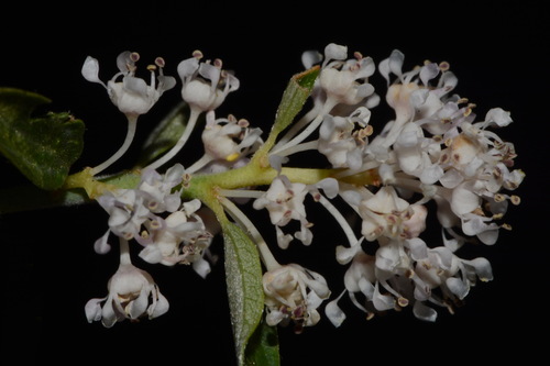 Fendler's ceanothus (Ceanothus fendleri)