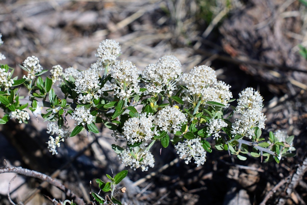 Fendler's ceanothus (Ceanothus fendleri)