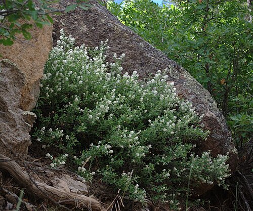 Fendler's ceanothus: Ceanothus fendleri , Fendler ceanothus, Forest Road 144, Rio Arriba County, New Mexico, 36.00° N, 106.33° W, altitude 2500 m (8200 feet). Lightened a little, sh