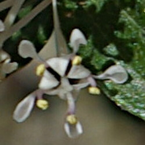 Fendler's ceanothus: Flower of Ceanothus fendleri , Upper Crossing Trail, Bandelier National Monument. The hooded or spoon-shaped parts are the petals.