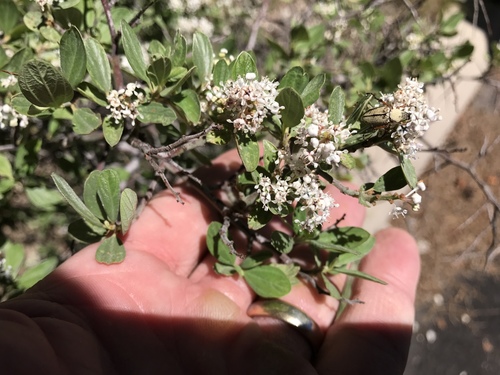 Fendler's ceanothus (Ceanothus fendleri)