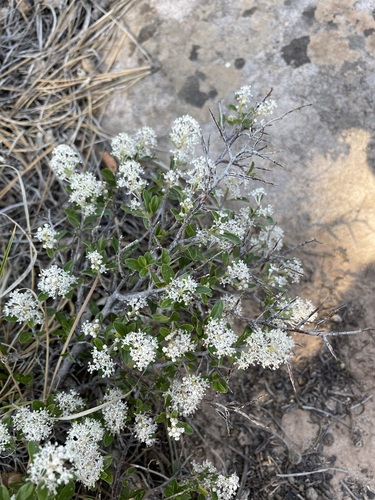 Fendler's ceanothus (Ceanothus fendleri)
